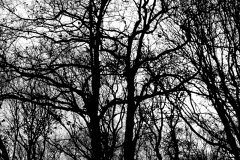 IMG_2666