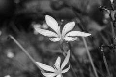 IMG_1367