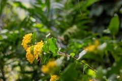 IMG_1410