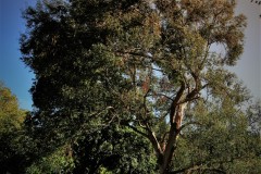 IMG_1571