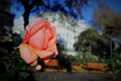 IMG_1784